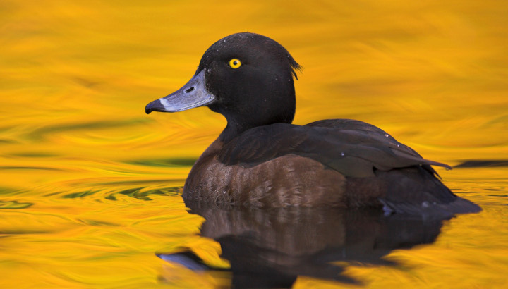 Connaissez-vous ce canard aux yeux jaune d’or ?